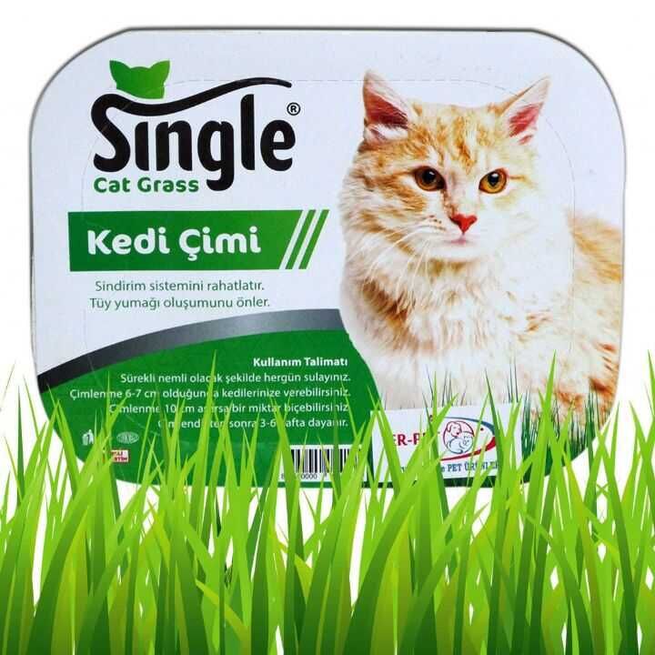 Single Kedi Çimi