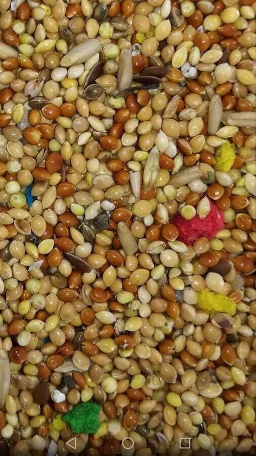 Karışık  Muhabbet Yemi  Kağıt Çuval  20 kg