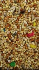 Karışık  Muhabbet Yemi  Kağıt Çuval  20 kg